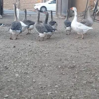 قوی غاز 12عدد