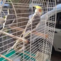 پرنده عروس هلندی