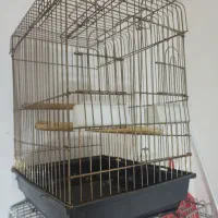 قفس  انواع طوطی