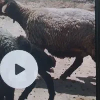 گوسفند گمشده|حیوانات|اندیمشک, |دیوار