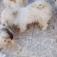 گمشده