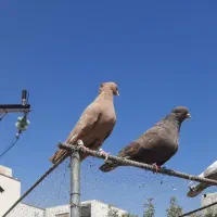فروش یک جفت کبوتر|پرنده|شیراز, ترمینال باربری|دیوار