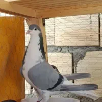 کبوتر دمگیر