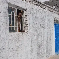 ژرمن شپرد|سگ|مشهد, مشکینی (شهرک غرب)|دیوار