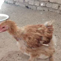 مرغ و خروس مرندی،گلین و برهما|حیوانات مزرعه|خمینی‌شهر, |دیوار