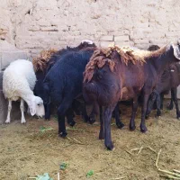 میش آبستن  و بره و یک عدد قوچ
