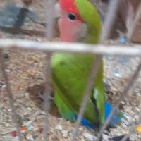 طوطی کوتوله برزیلی|پرنده|بندرعباس, |دیوار
