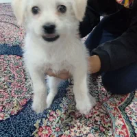 سگ پاکوتاه|سگ|مشهد, طلاب|دیوار