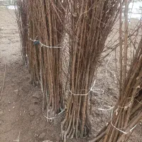 نهال سردسیری|خدمات باغبانی و درختکاری|مراغه, |دیوار