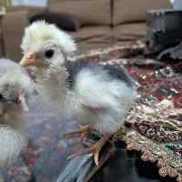 تولید و فروش عمده جوجه گلین گردن لختی کاکلی|حیوانات مزرعه|اردبیل, |دیوار