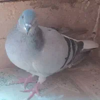 کبوتر|پرنده|اصفهان, عمان سامانی|دیوار