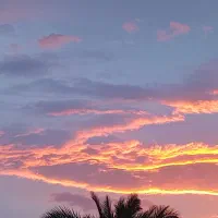 اسب نریان ومادیان فروشی