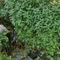 فروش باغ گردوی پربار