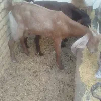 کولار فروشی|حیوانات مزرعه|بردسکن, |دیوار