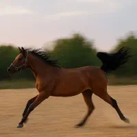 مادیون ۳ سال