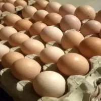 تخم مرغ محلی تازه