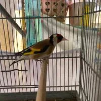 سهره نر چهارگل فوتی