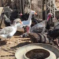 غاز و اردک اسرایئلی