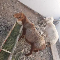 فروش ۲ راس میش