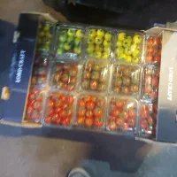 استخدام همکار