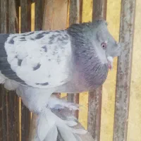 سوسنی ونکی|پرنده|شیراز, نیستان|دیوار