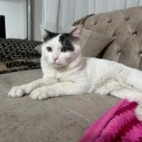 واگذاری رایگان گربه