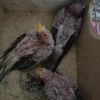۳جوجه عروس هلندی ۲۵روزه