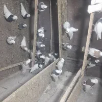 ۳۲ عدد طوقی|پرنده|اردبیل, |دیوار