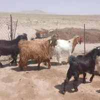 اقلید