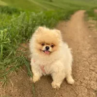 برفی خانوم واگذار میشود