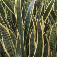 گل های آپارتمانی فقط عمده  مغازه داران عزیز