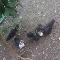 اردک اسرائیلی