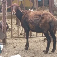 گوسفند سن بالا وزن ۵۰ کیلو به بالا