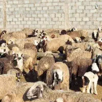 فروش میش بختیاری درجه یک|حیوانات مزرعه|شیراز, درکی|دیوار