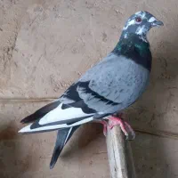 کفتر  مسافتی