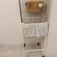 عروس لوتینو رو تخم