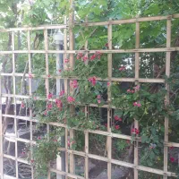 اجاره کوتاه مدت خانه باغ در نیر|اجارهٔ کوتاه‌مدت ویلا و باغ|نیر (یزد), |دیوار