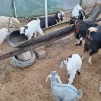 فروش بز و بزغاله