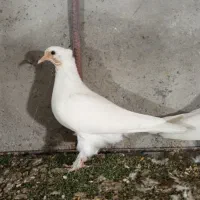 کفتر جوجه بحرنی|پرنده|میناب, |دیوار