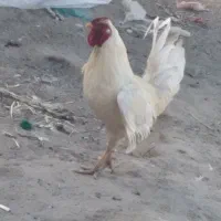 خروس سفید خوشگل