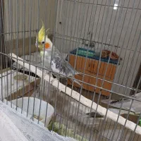 یک جفت عرووس مولد|پرنده|چادگان, |دیوار