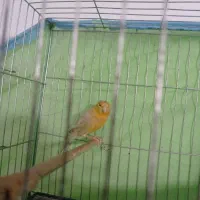 ماده آماده و نر کوتاه بلند خون معاوضه با ماده سرخ|پرنده|قرچک, قشلاق جیتو|دیوار