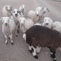 ده راس بره چاق