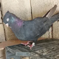 چشنوک