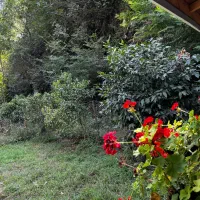 ۱۷ قصب زمین دهکده زیتون هفت باغ علوی سندتک برگ