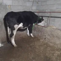 گاو گوساله تلیسه شکم اول سیمنتال درجه 1