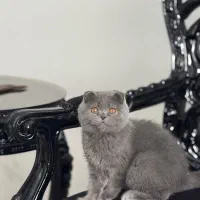 گربه اسکاتیش بلو وارداتی