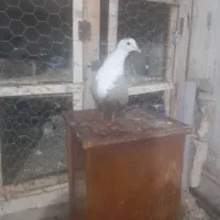 کربلای زرد ماده