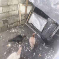 مرغ و خروس  لاری|حیوانات مزرعه|تنکابن, |دیوار