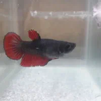 ماهی فایتر|ماهی|مشهد, گاز|دیوار